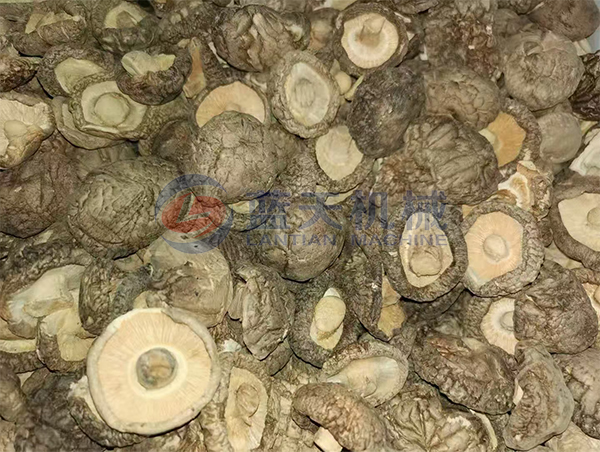 河北遵化香菇烘干機(jī)現(xiàn)場